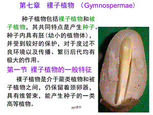 第七章裸子植物课件.ppt