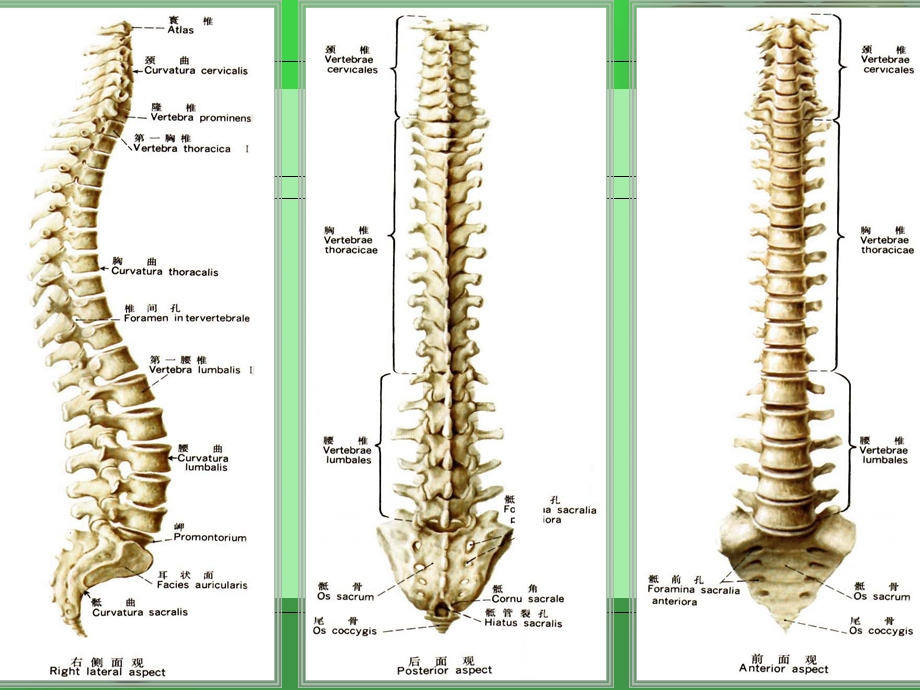 第三节脊椎摄影课件.ppt_第3页