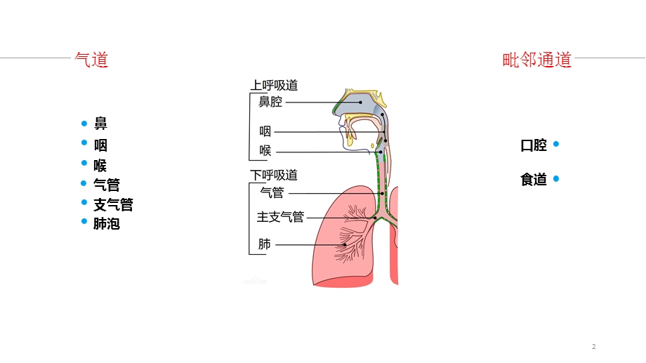 气道通气课件.ppt_第2页