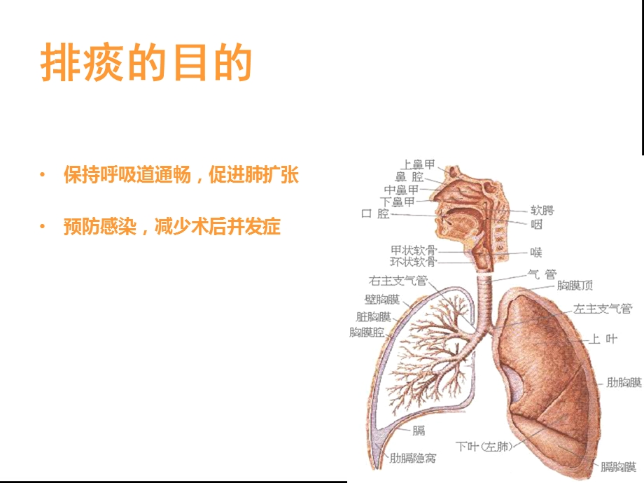 开胸术后排痰方法及排痰新理念课件.ppt_第3页