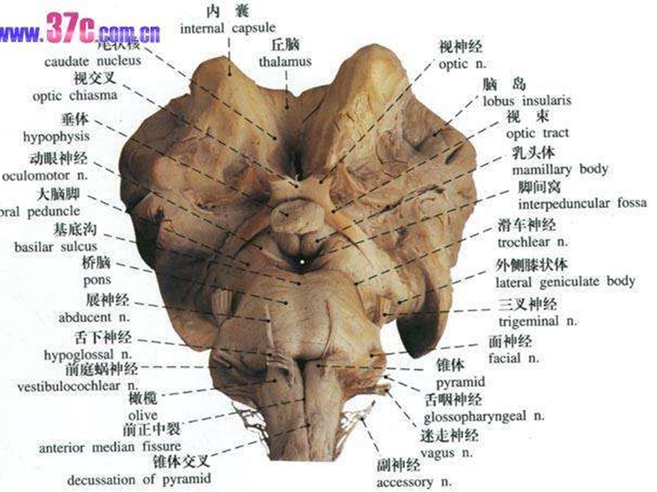 脑干解剖及脑干综合征课件.ppt_第3页