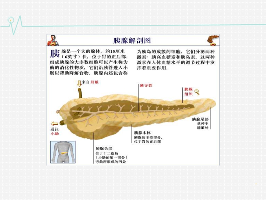 胰腺疾病 课件.ppt_第2页