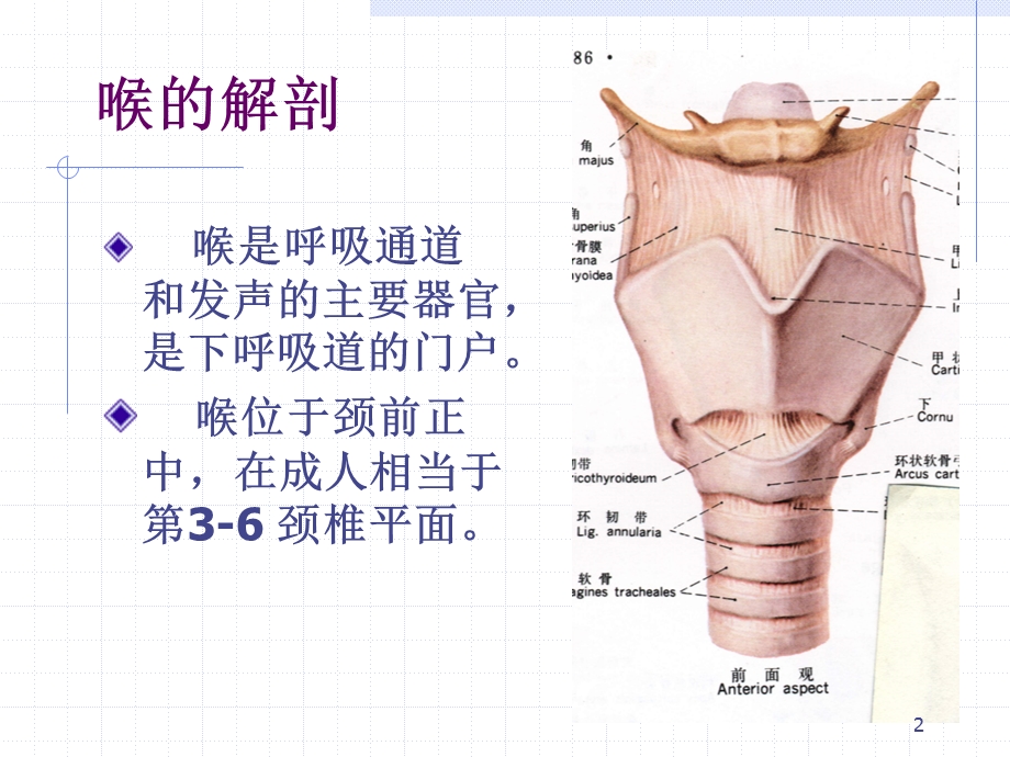 喉的应用解剖课件.ppt_第2页