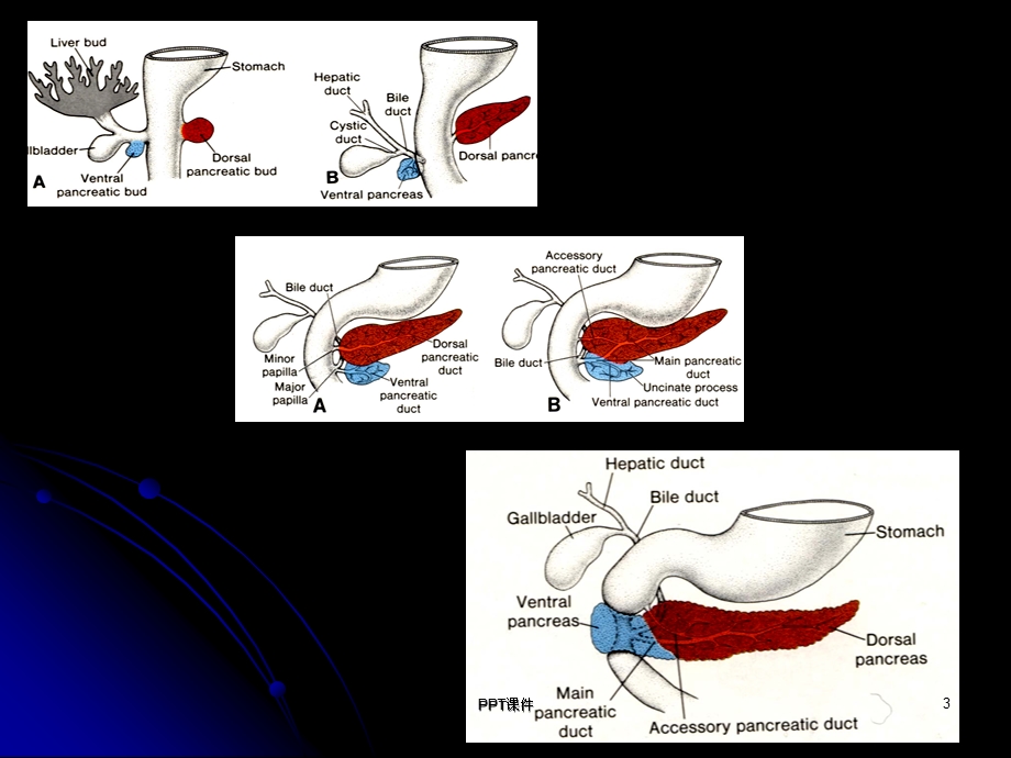 胰腺胰腺解剖及功能课件.ppt_第3页