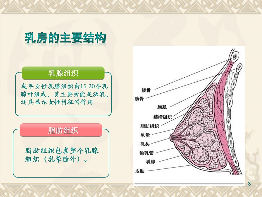 关爱乳房健康认识乳腺疾病课件.ppt_第3页