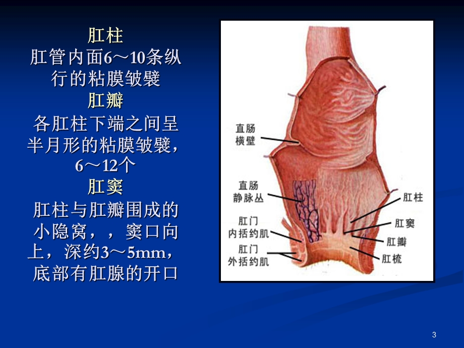 肛管直肠的解剖课件.ppt_第3页