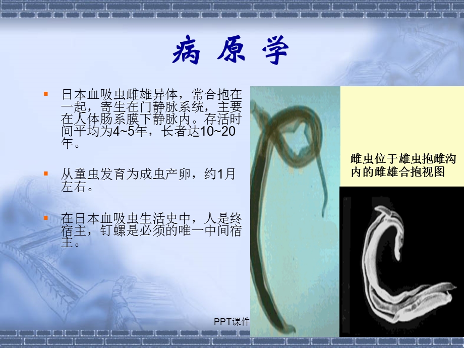 血吸虫病课件.ppt_第3页