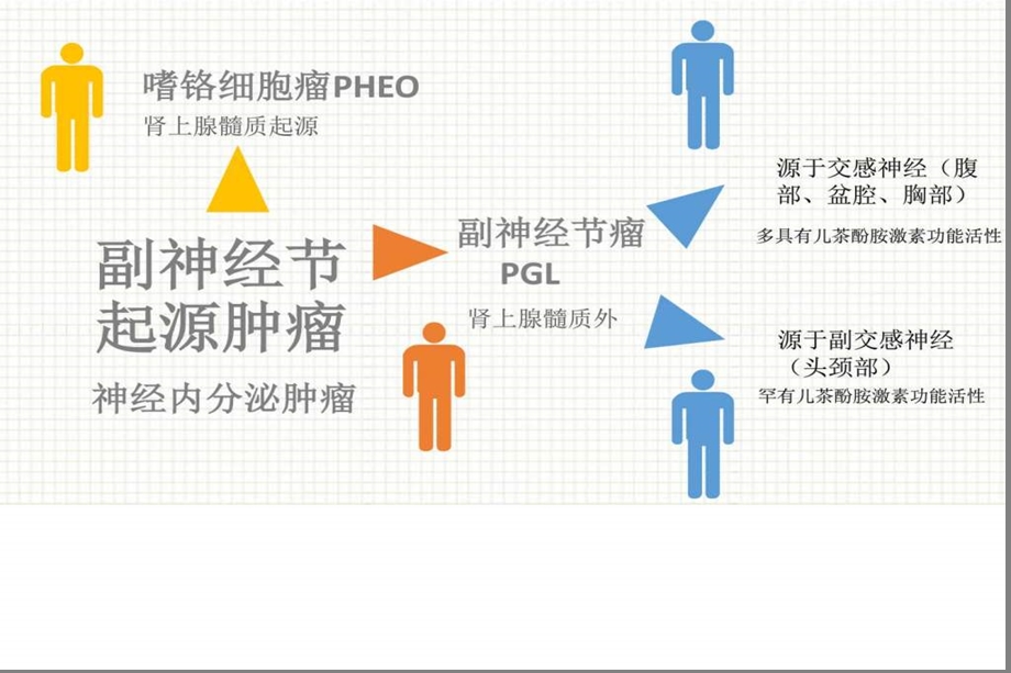 副神经节瘤课件.ppt_第2页