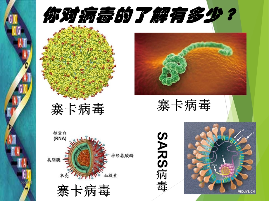 认识病毒课件.ppt_第2页