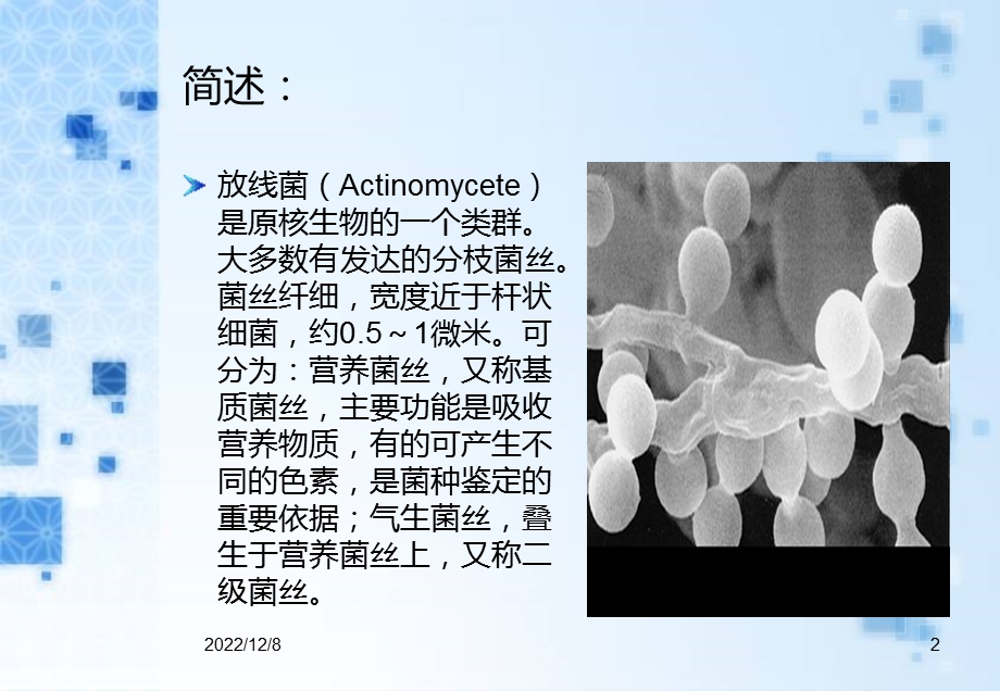 放线菌课件.ppt_第2页