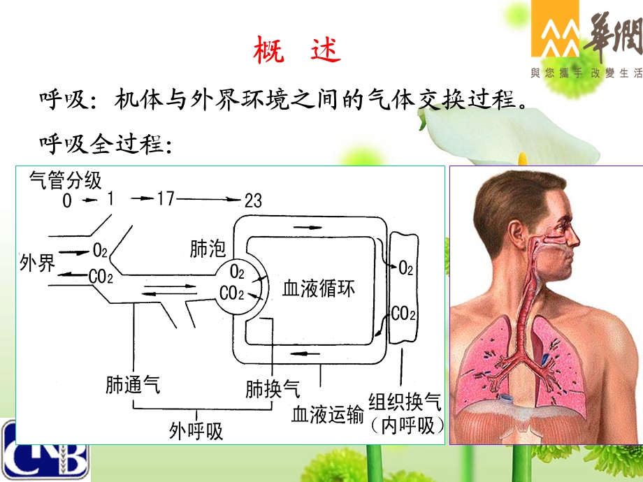 呼吸系统解剖与生理课件.ppt_第2页