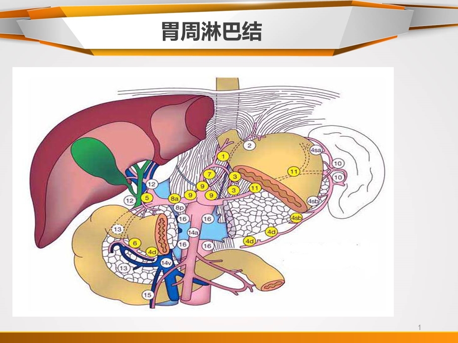 胃癌淋巴结分组课件.ppt_第1页