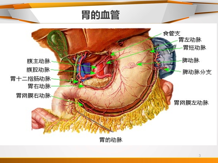 胃癌淋巴结分组课件.ppt_第3页