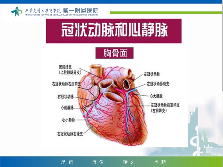 冠脉介入治疗围手术期的护理ppt课件.ppt_第3页