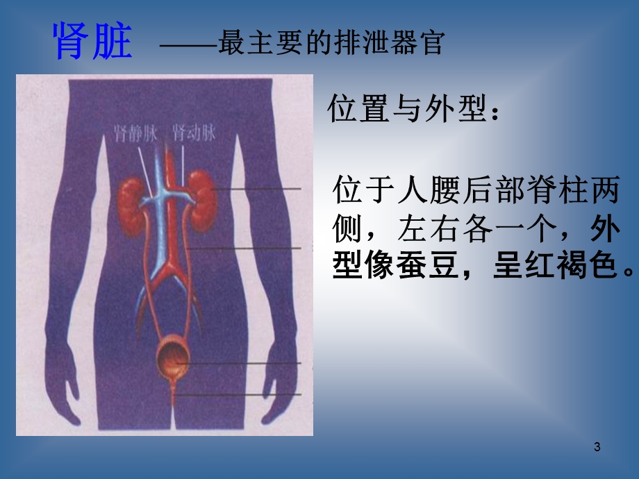 肾脏病知识讲座课件.ppt_第3页