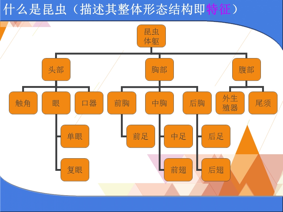 森林昆虫学(复习资料)课件.ppt_第3页