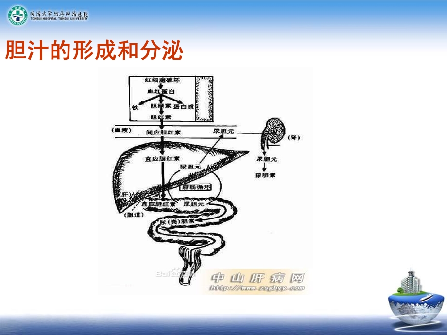 胆汁淤积诊断和治疗课件.ppt_第3页