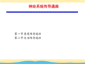 传导通路课件.ppt