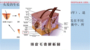 脱发专业知识宣贯培训ppt课件.ppt