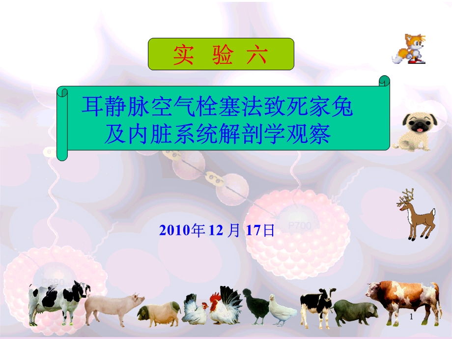 耳静脉空气栓塞法致死家兔及内脏系统解剖学观察课件.ppt_第1页