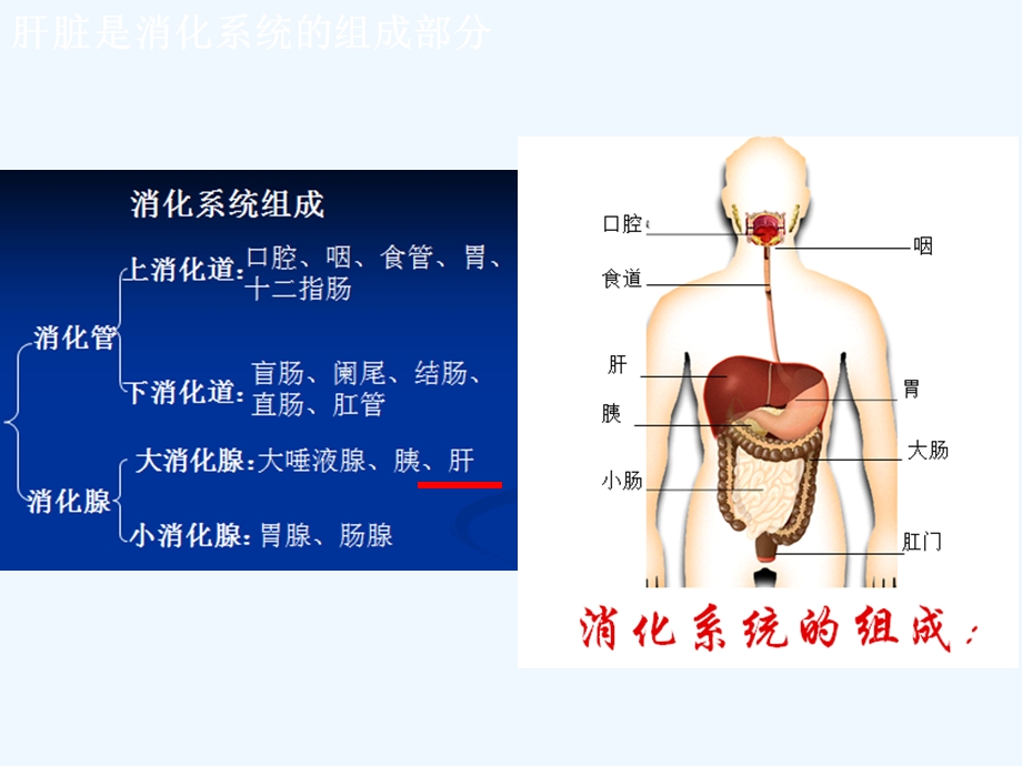 肝脏的基本解剖及分段课件.ppt_第3页