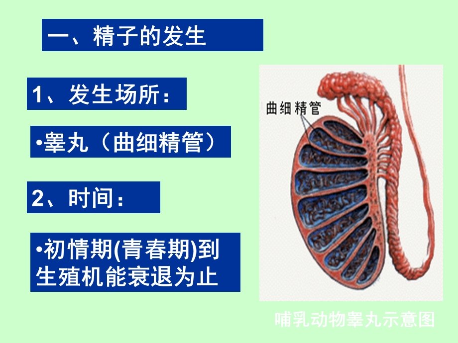 胎儿发育过程课件.ppt_第2页