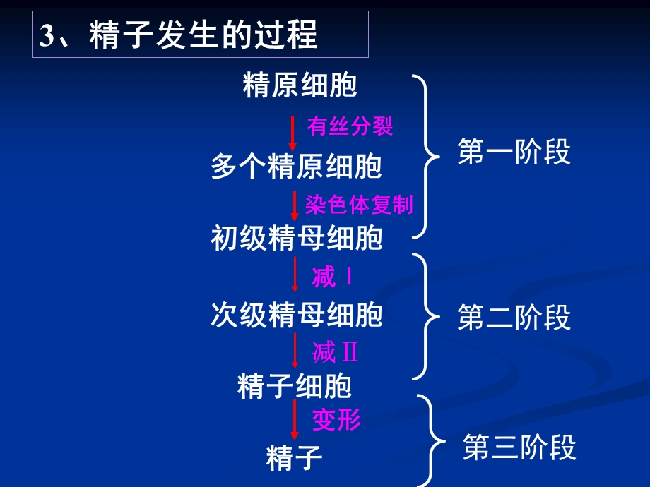 胎儿发育过程课件.ppt_第3页