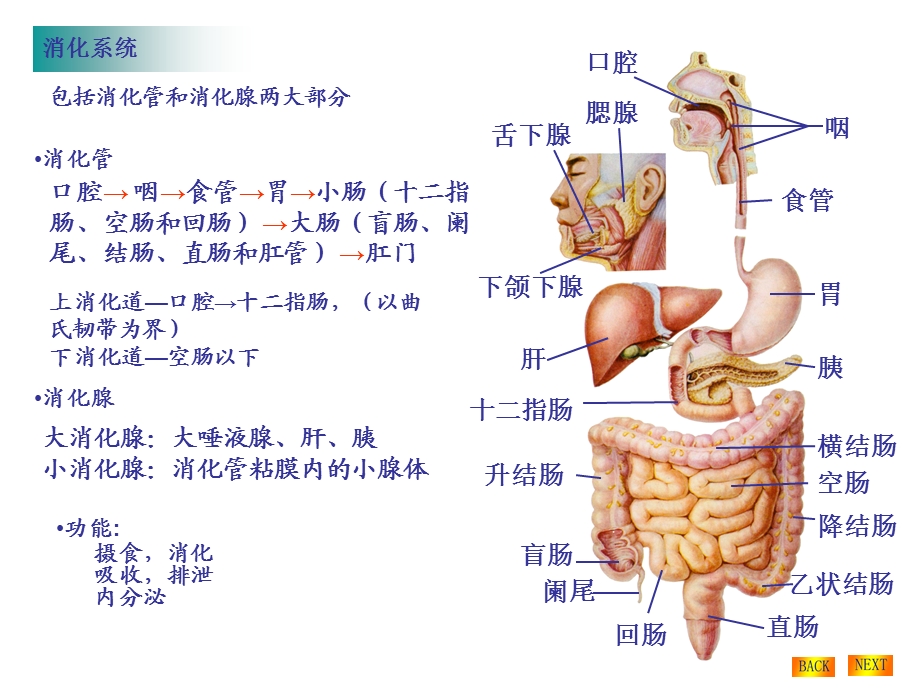 消化系统评估 课件.ppt_第2页