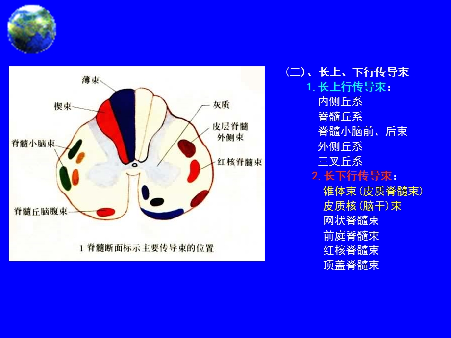 脑干损害的定位诊断 课件.ppt_第3页