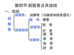 第四节前肢骨及其连结课件.ppt