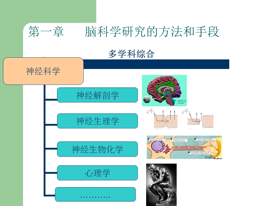 脑科学研究的方法课件.ppt_第1页