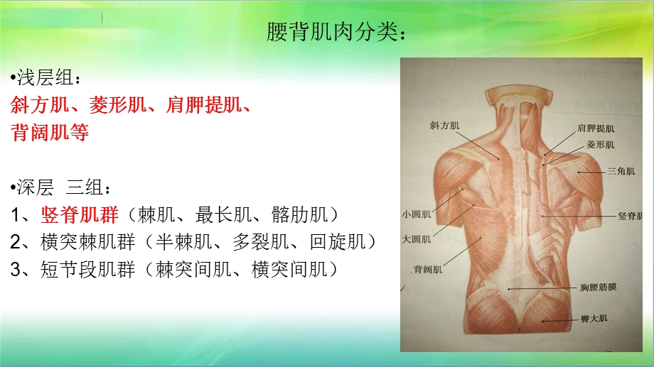 腰背肌肉讲解培训ppt课件.ppt_第2页