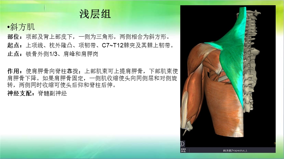 腰背肌肉讲解培训ppt课件.ppt_第3页