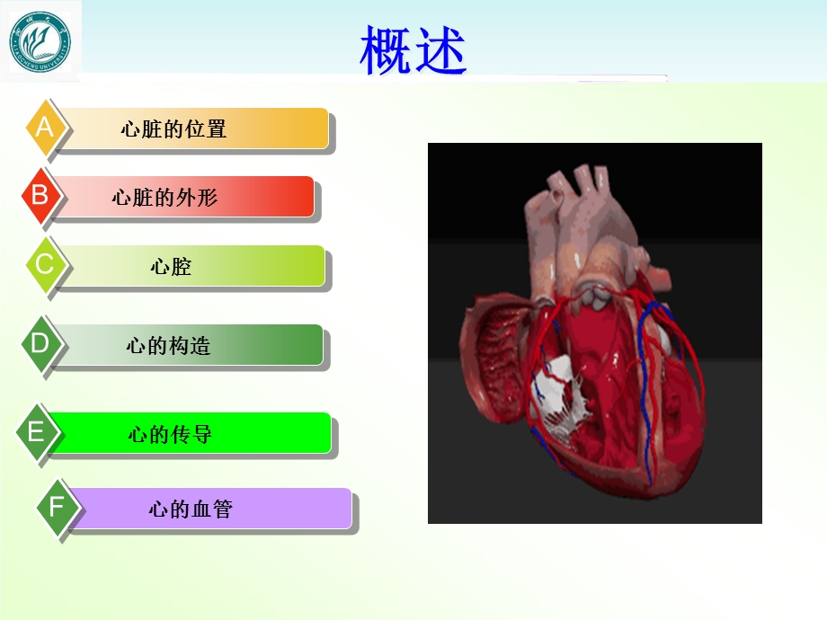 心脏的解剖课件.ppt_第2页