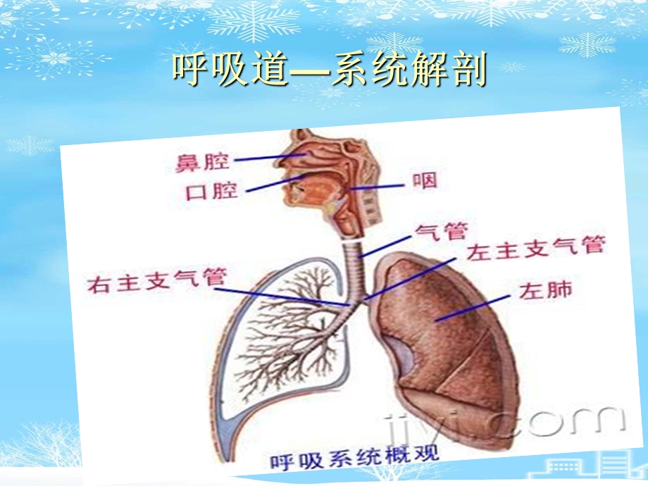 肺炎的护理查房2021完整版课件.ppt_第2页