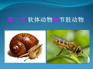 第三节软体动物和节肢动物教学课件.ppt