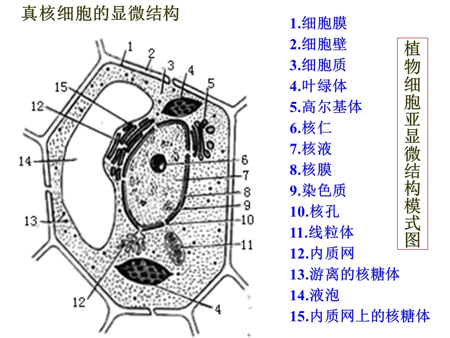 细胞的结构和功能复习课课件.ppt_第2页