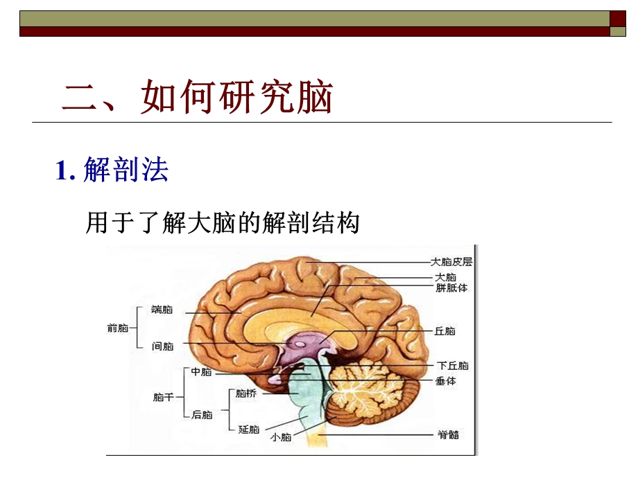 脑科学的发展及其重要发现课件.ppt_第3页