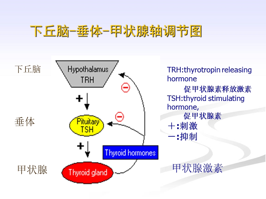 甲状腺功能减退症的护理课件.ppt_第1页