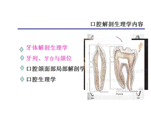 牙的组成分类及功能课件.ppt