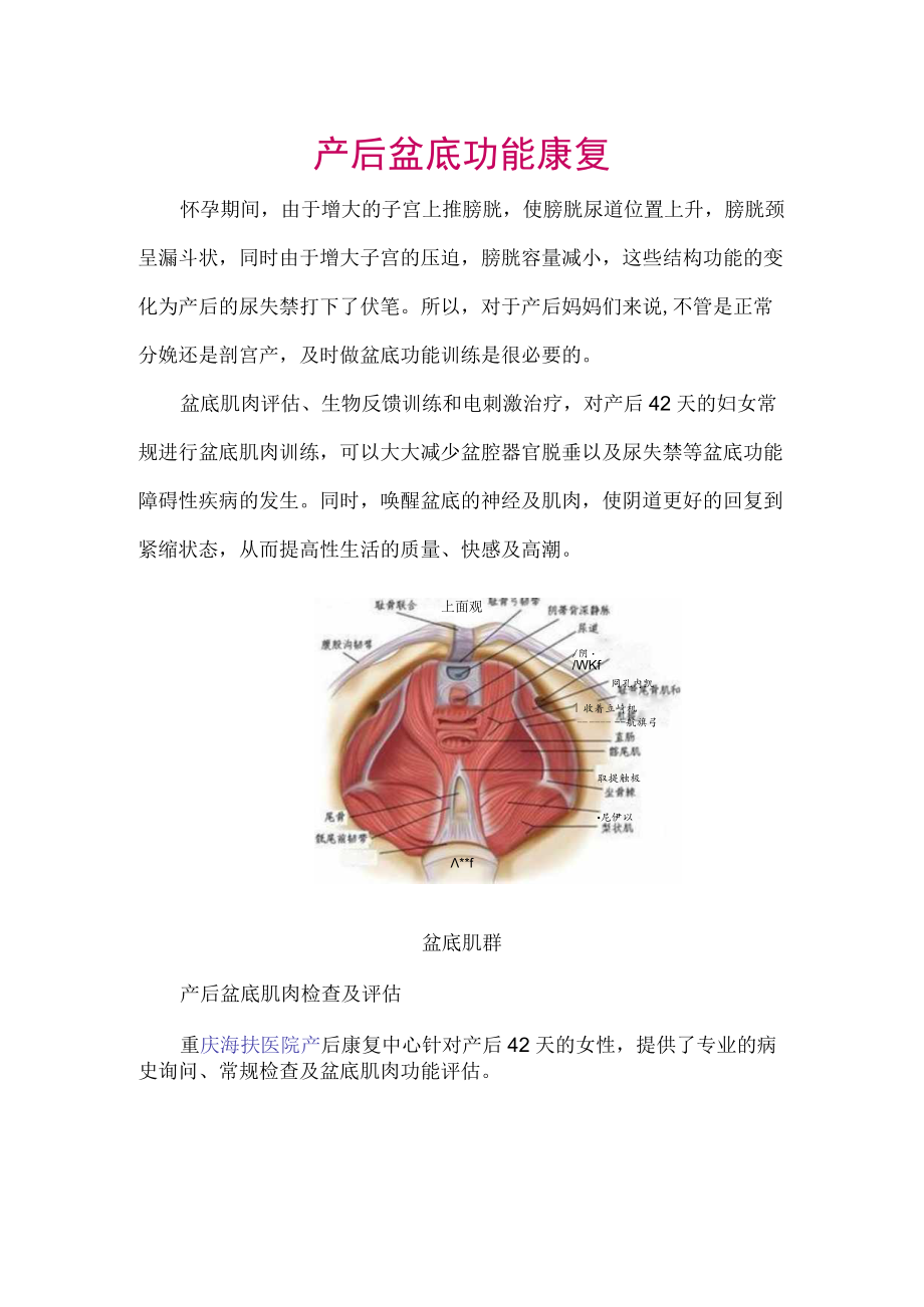 产后盆底功能康复.docx_第1页