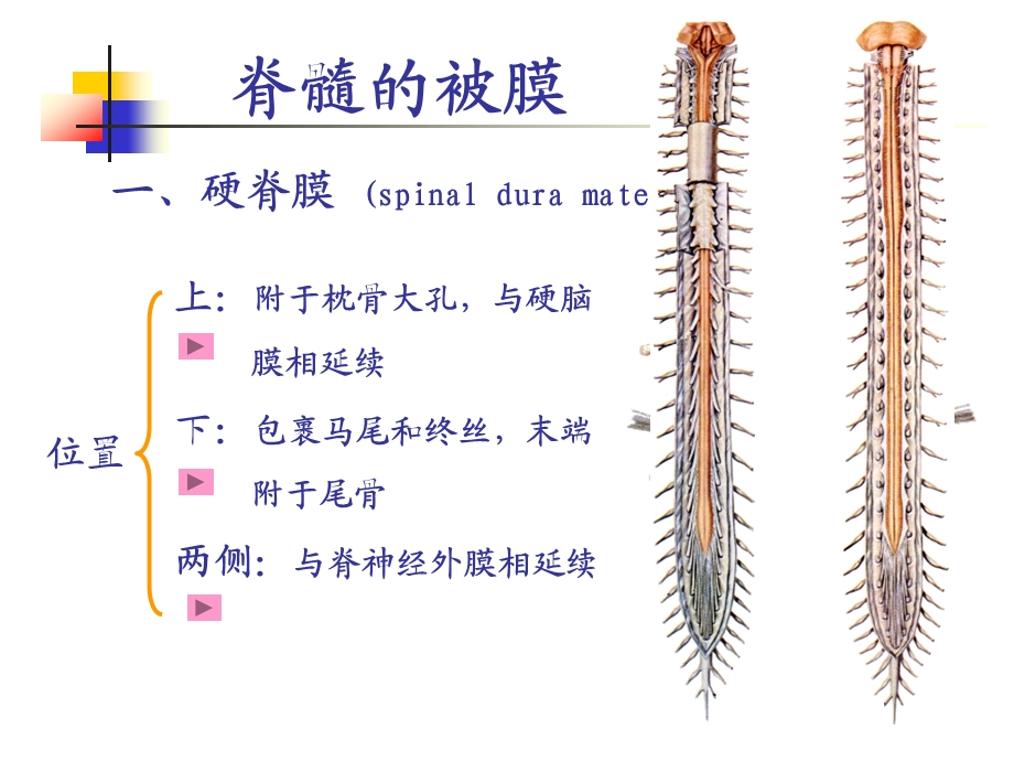 脑和脊髓被膜、血管课件.ppt_第3页