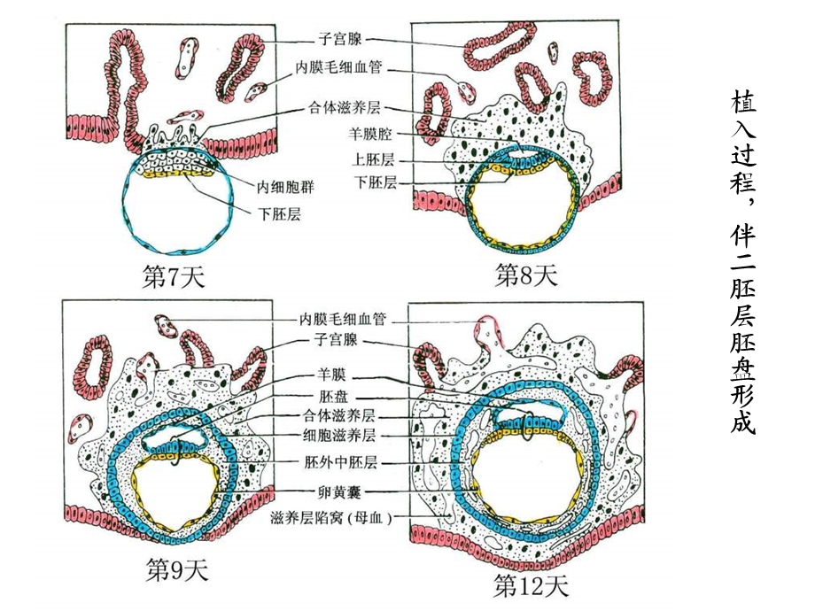 神经系统的发生和常见畸形课件.ppt_第3页