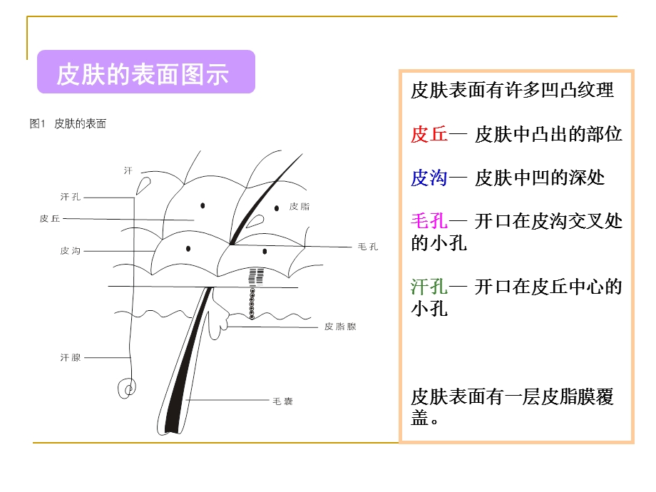 皮肤基础知识课件.ppt_第3页