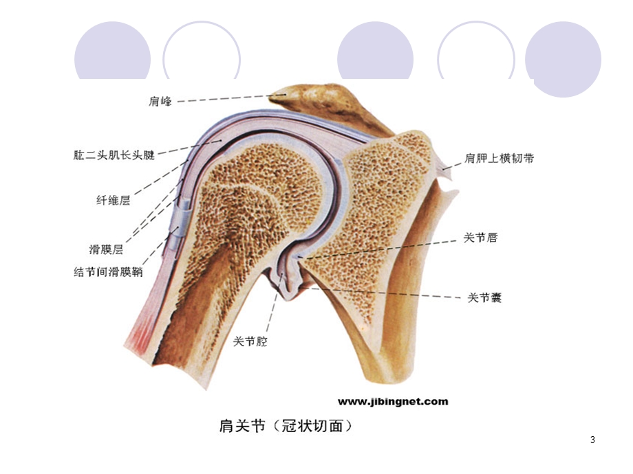 肱二头肌长头腱断裂课件.ppt_第3页