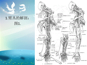 臂丛神经损伤ppt课件.ppt