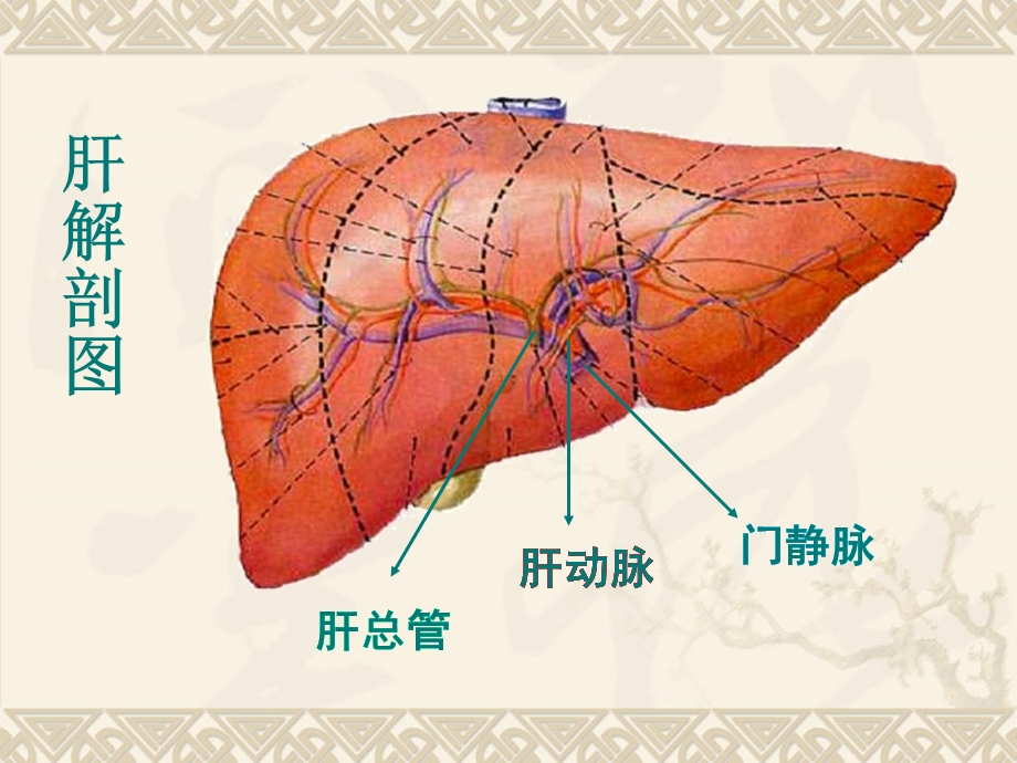 肝的生物化学课件.ppt_第1页