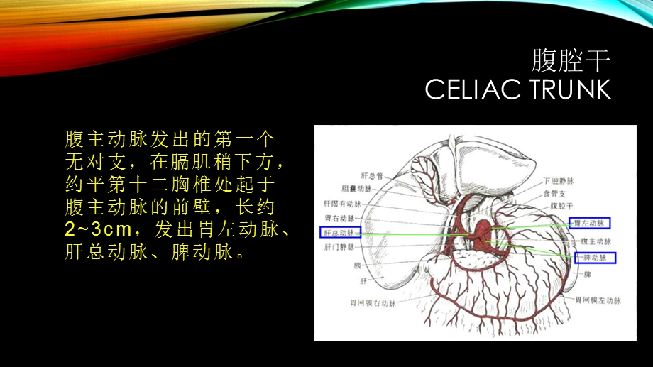 腹部大血管疾病的超声诊断课件.ppt_第3页