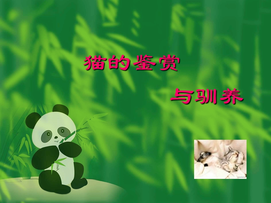 猫的鉴赏与驯养 课件.ppt_第1页