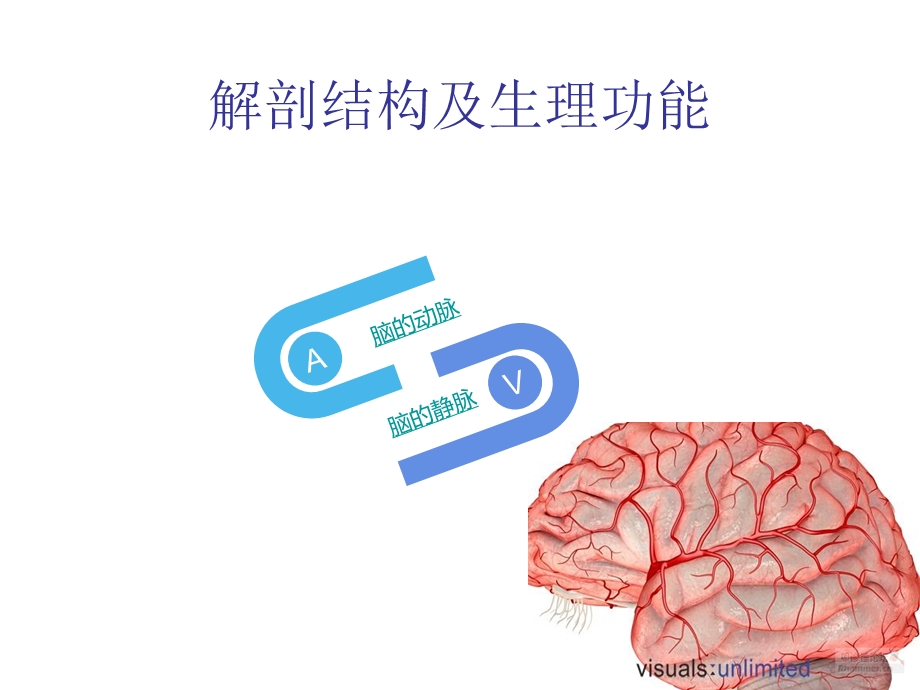 脑血管的解剖课件.ppt_第2页